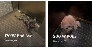 Paws on the Floor: Dogs Modeling On Our Studded Elevator Tile